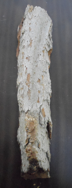 The front.  This particular piece may be lighter than most...but the grain is always very pretty.